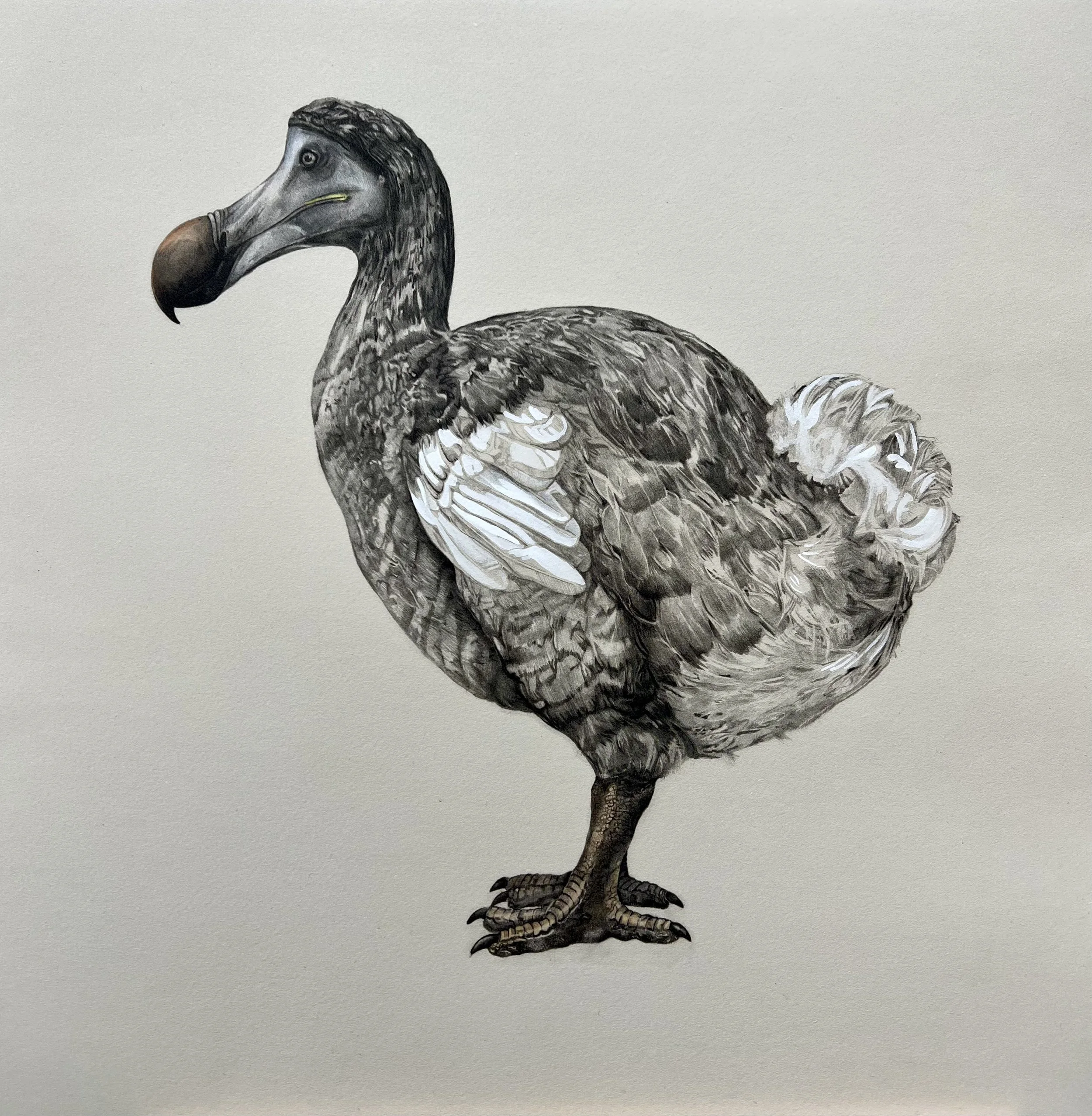 Dodos — Tammy Mackay Printmaker